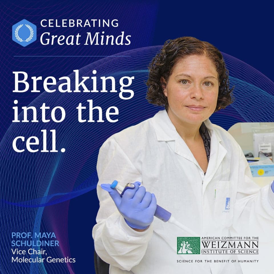 Prof. Maya Schuldiner discovered how the cell’s nucleus and mitochondria communicate, allowing scientists to better understand metabolic disorders and neurodegenerative diseases such as Alzheimer’s.